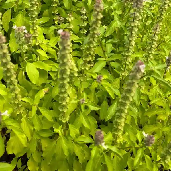 Thai Basil Plant