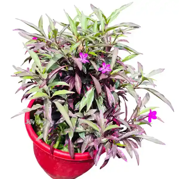 Barleria Obtusa Purple Gem Plant