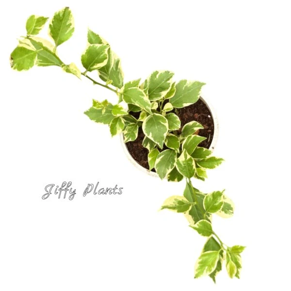 Bougainvillea Raspberry Ice