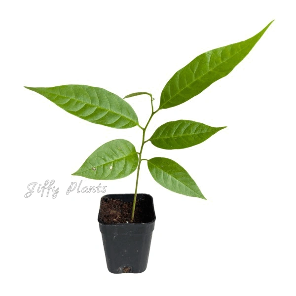 Red Custard Apple (Annona reticulata)