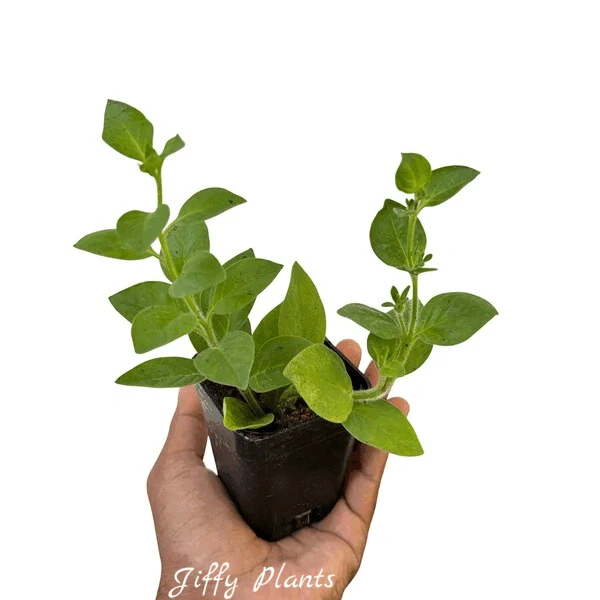 Nadan Petunia Plant - Double Petals