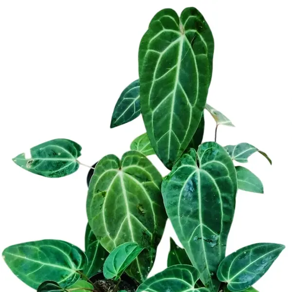 Anthurium Magnificum x Besseae aff