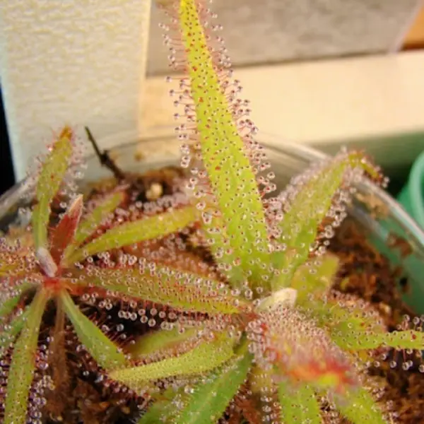 Drosera Adelae