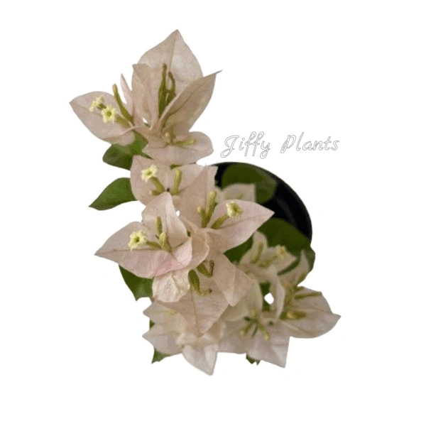 Bougainvillea Off-White Flower Plant