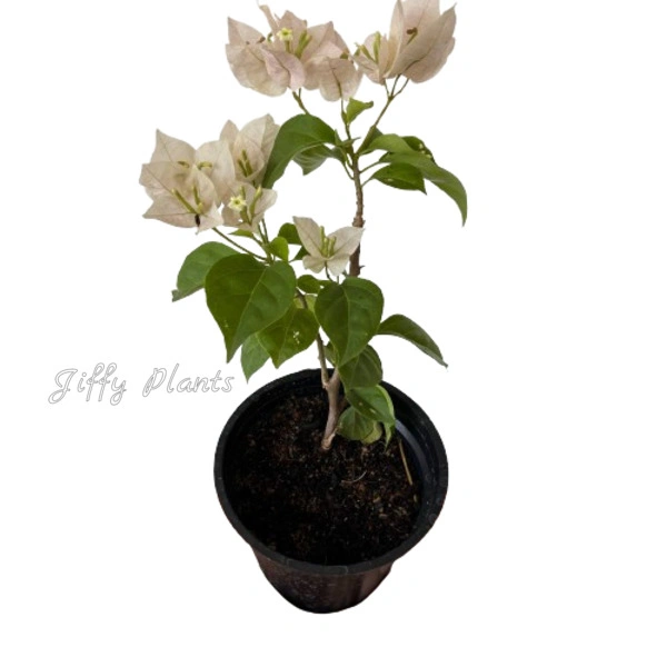 Bougainvillea Off-White Flower Plant