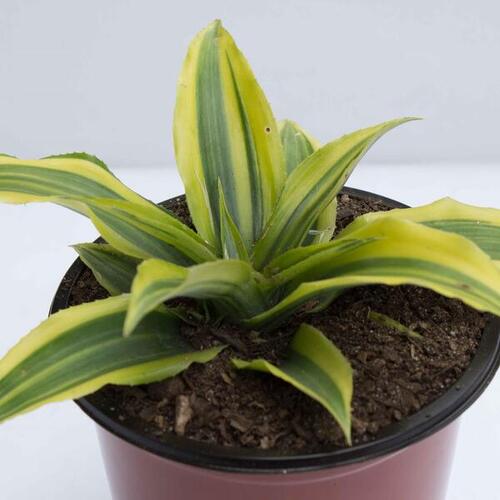 cryptanthus bivittatus green