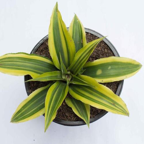 cryptanthus bivittatus green