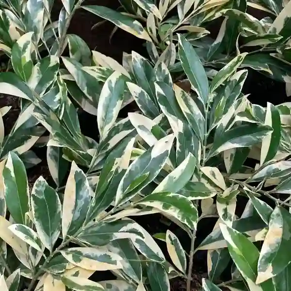 Suregada Multiflora Variegated