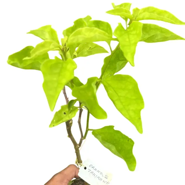 Bougainvillea Jakirana Varigated Orange