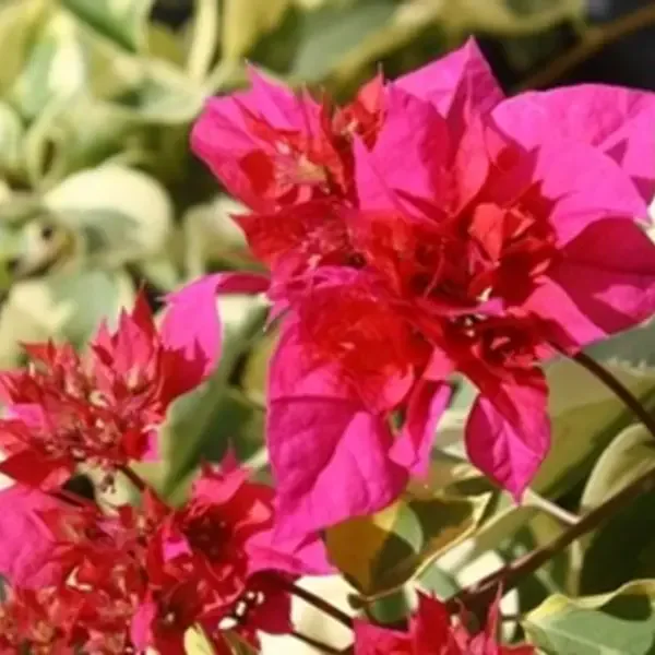 Bougainvillea Mahara Varigated