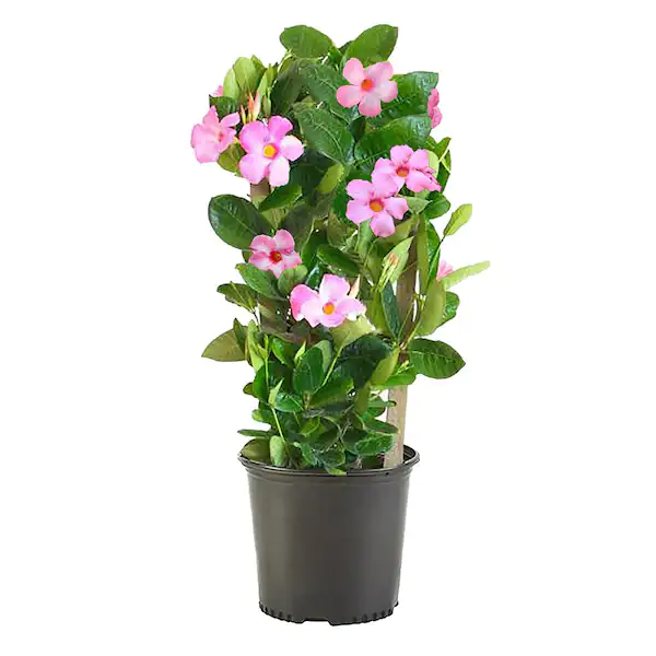 Mandevilla Pink
