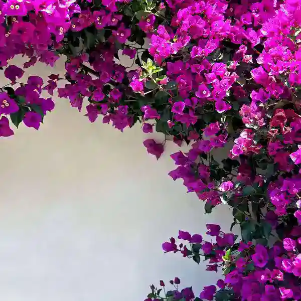 Bougainvillea Violet September