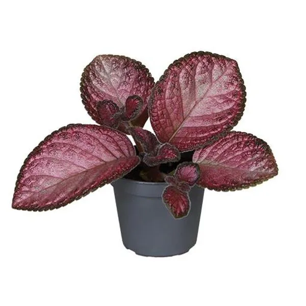 Episcia Malayan Gem
