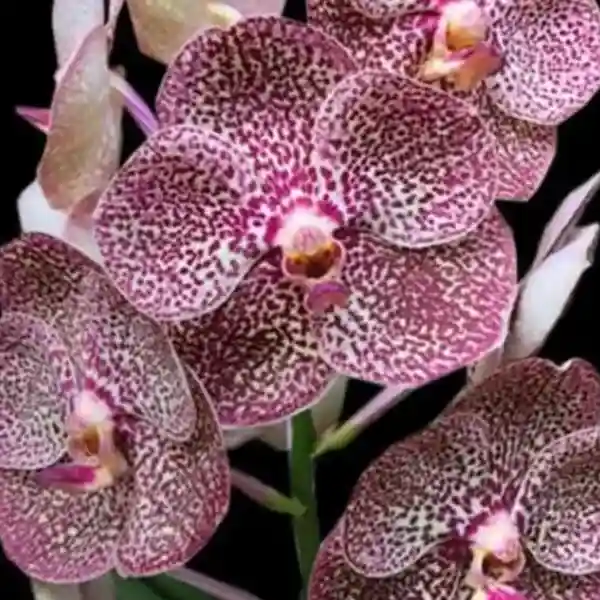 Vanda (VS-022)