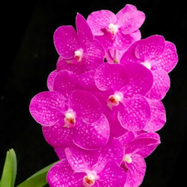 Vanda (VS-023)