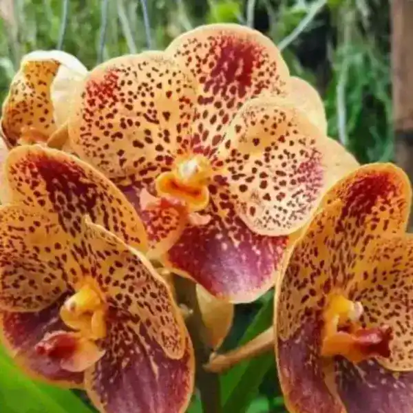 Vanda (VS-027)