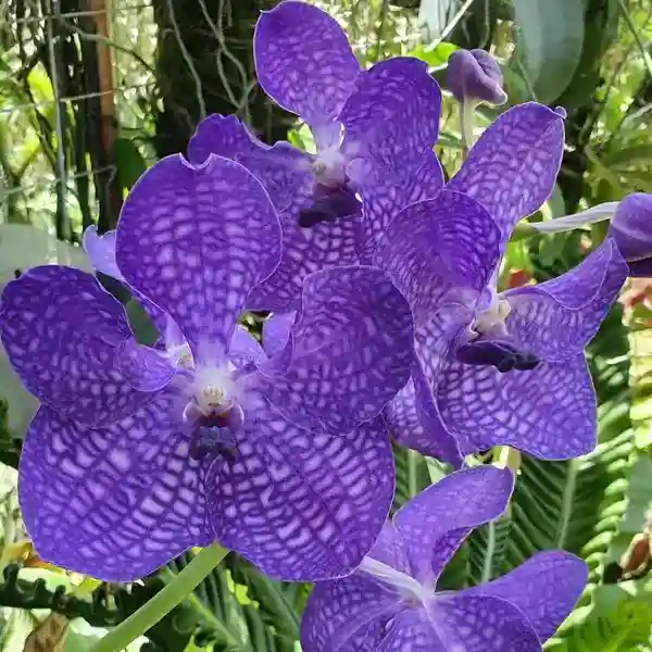 Vanda (VS-028)