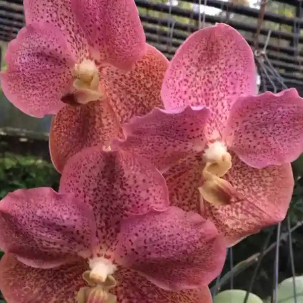 Vanda (VS-030)