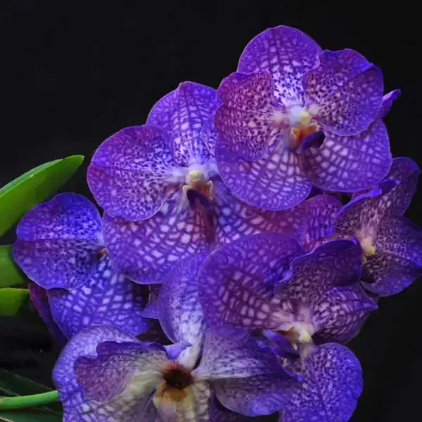 Vanda (VS-031)