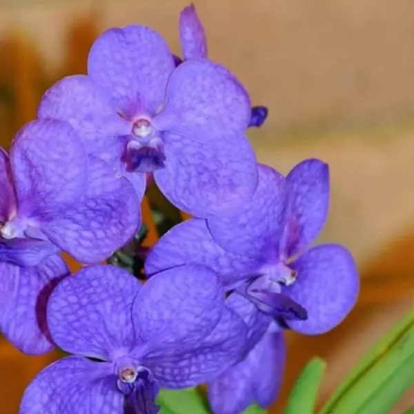 Vanda (VS-037)