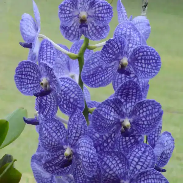 Vanda (VS-039)