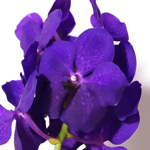 Vanda (VS-040)