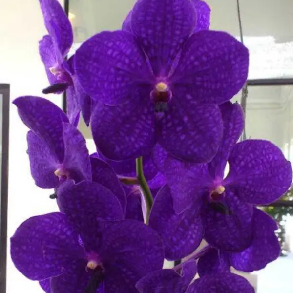 Vanda (VS-047) - Medium