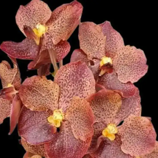 Vanda (VS-050)