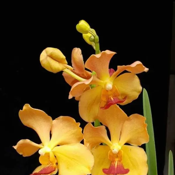 Vanda (VS-050) - Large