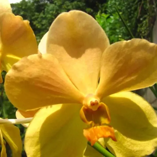 Vanda (VS-052) - Large