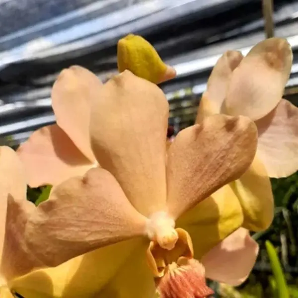 Vanda (VS-054) - Large