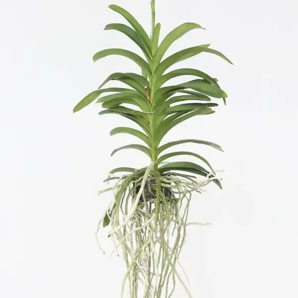 Vanda (VS-051) - Medium - Image 2