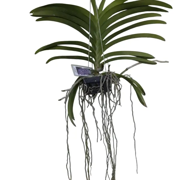 Vanda (VS-051) - Medium - Image 3