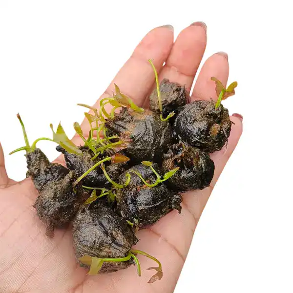 4 Beautiful Waterlilys Tubers