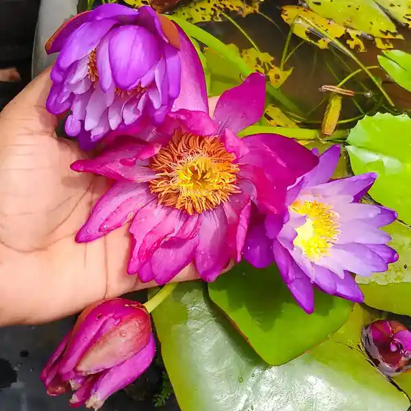 Atrans x Gygantea Colour Changing Waterlilys