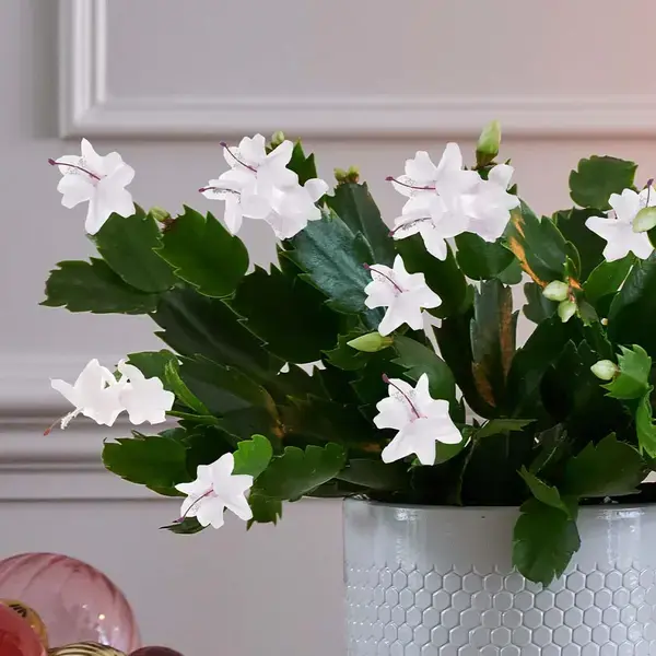 White Christmas Cactus (Schlumbergera)