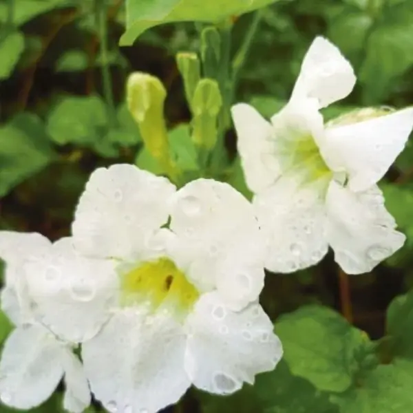 White Asystasia Gangetica