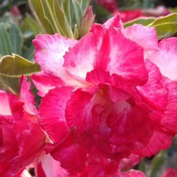 Adenium Plant - 163