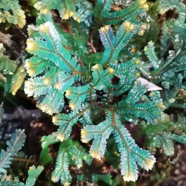 Selaginella sp. Rainbow