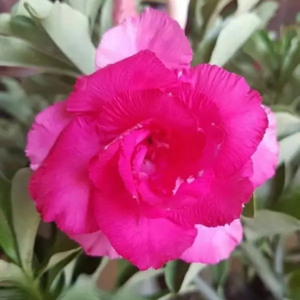 Adenium 172