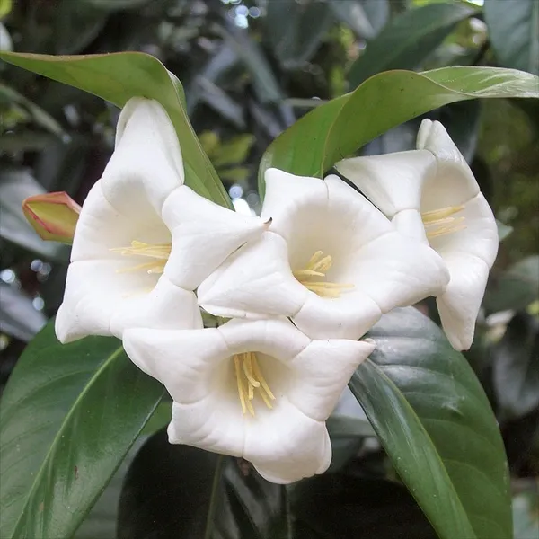 Portlandia Grandiflora