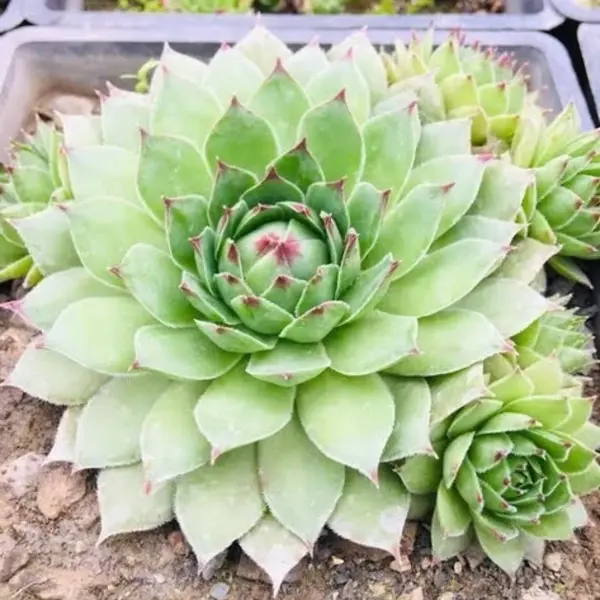 Laxmi Kamal Plant (Sempervivum)